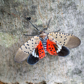 Spotted Lanternfly on Maple Tree